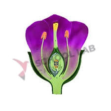 Flower Model